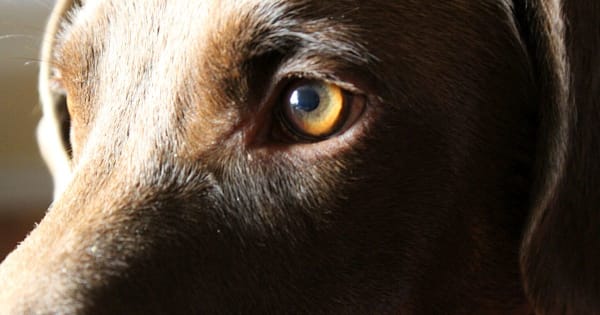 Szaruhártya elhalás (Sequestrum)