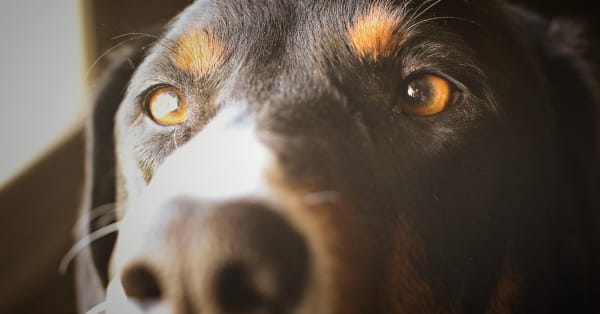 A szürkehályog kezelése