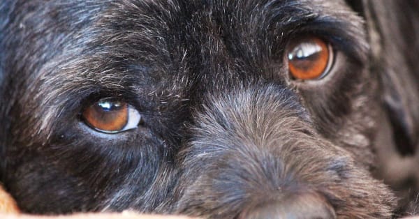 A szürkehályog tünetei