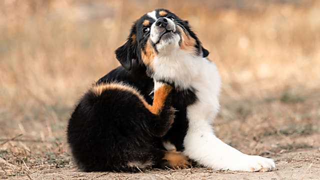 Mi ez, ha mégsem allergia? A dermatophytosis nyomában