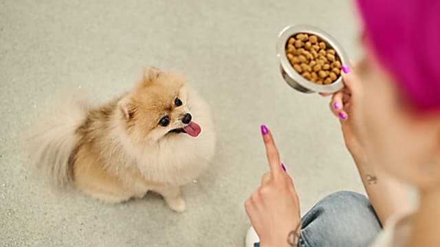 Mely kutyafajták hajlamosabbak eleségallergiára? - genetika és kockázatok