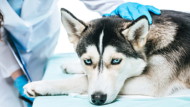 A leggyakoribb, eleség allergiát kiváltó tényezők kutyáknál: statisztikákkal és táblázatokkal