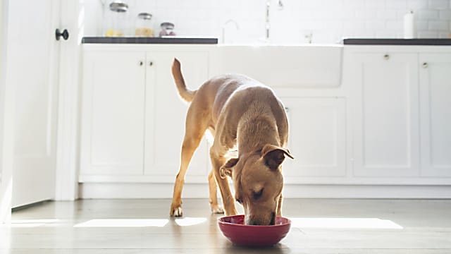 Eleségallergiás kutya kezelése és életvezetése: teljes útmutató gazdáknak