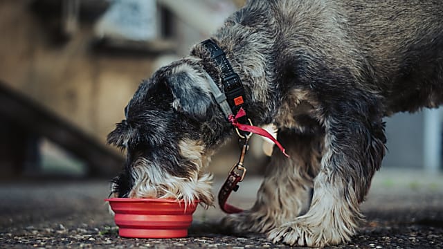 Az eleségallergia diagnosztikája kutyáknál: lépésről lépésre útmutató az eliminációs diétához