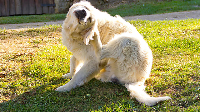Allergia, bőrbarrier, felülfertőzés – hogyan alakul ki az ördögi kör?
