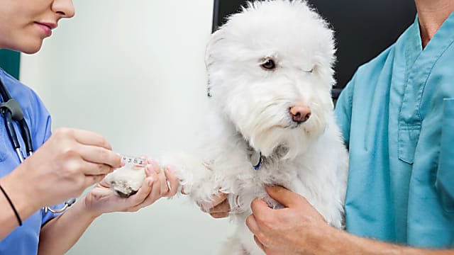 Kutya allergiateszt vérből - tények és tévhitek