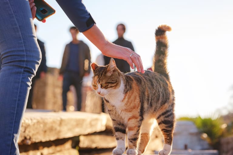 Miért fontos a macskák ivartalanítása?