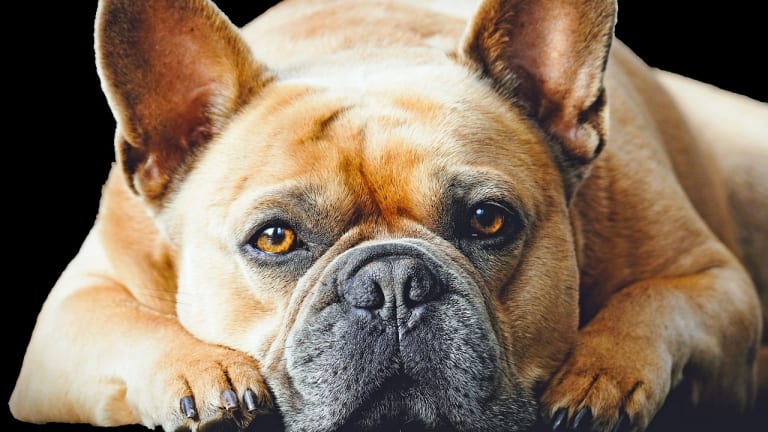 Francia bulldog betegségek