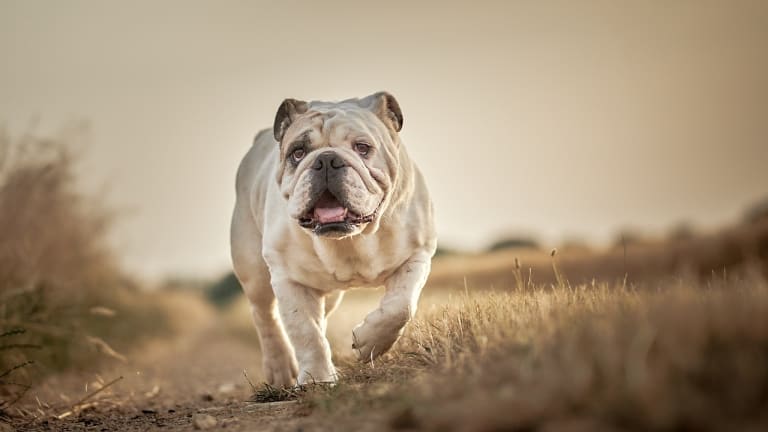 Angol bulldog betegségei