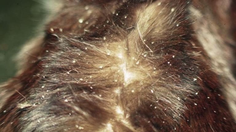 Cheyletiellosis - a sétáló korpa