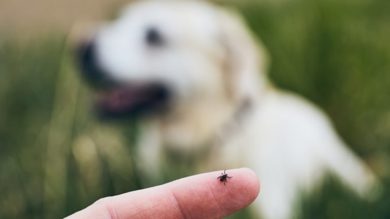 Babézia és Lyme-kór: A kullancsok által terjesztett legveszélyesebb betegségek kutyáknál