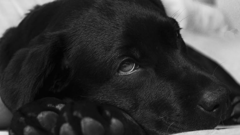 Szívféreg kutyák esetében - mit kell tudni róla?