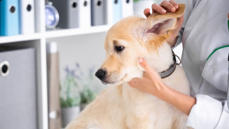 A kutya és macska fülgyulladás (otitis)