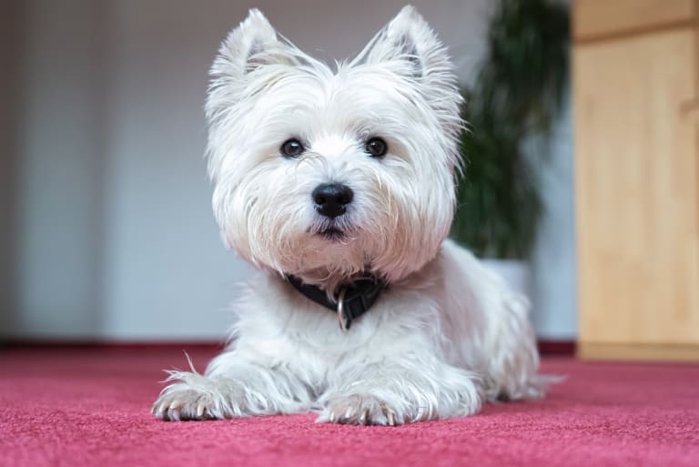 A West Highland White Terrier gyakori egészségügyi problémái