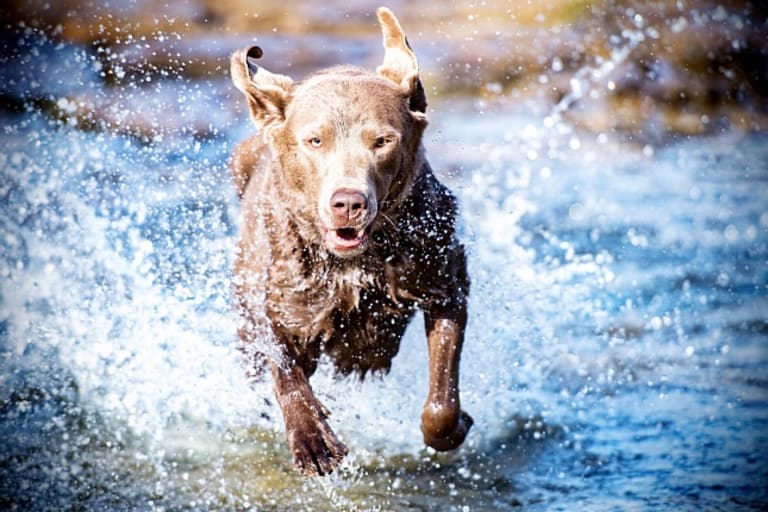 Leishmania-szűrés és megelőzés fontossága