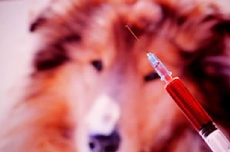 Antibiotikum rezisztencia, ne adjunk esélyt a baktériumoknak!