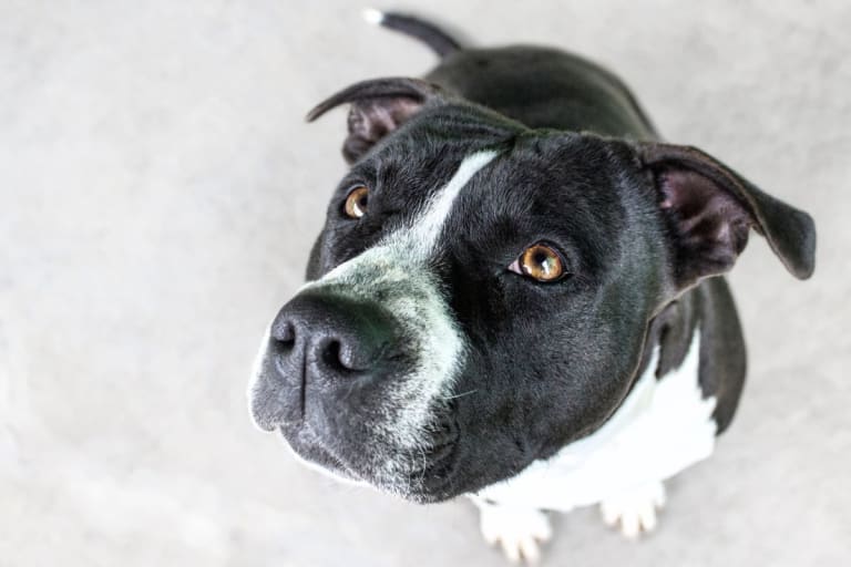 Kedvezményes kutya ivartalanítás