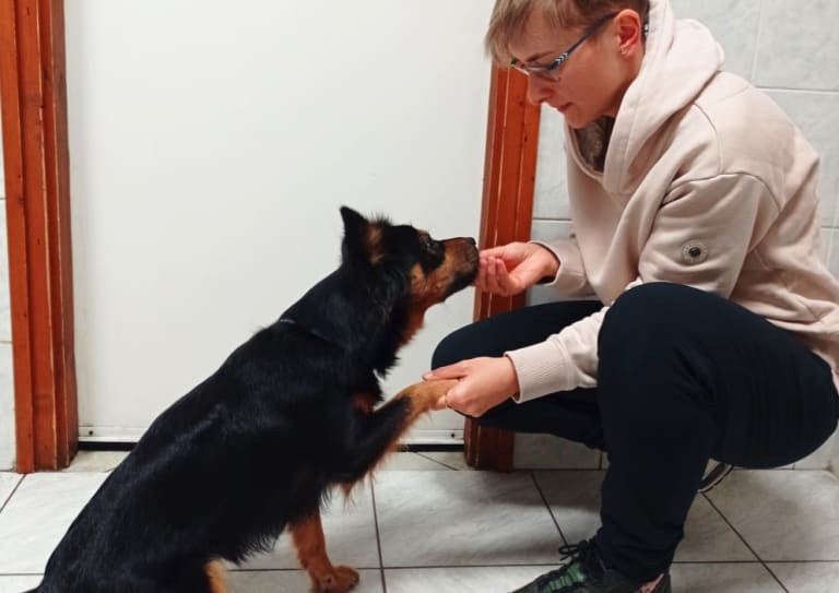 Kiskedvencek otthoni gyógyszerezése