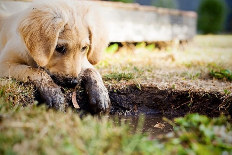Kutya hasmenés és giardia