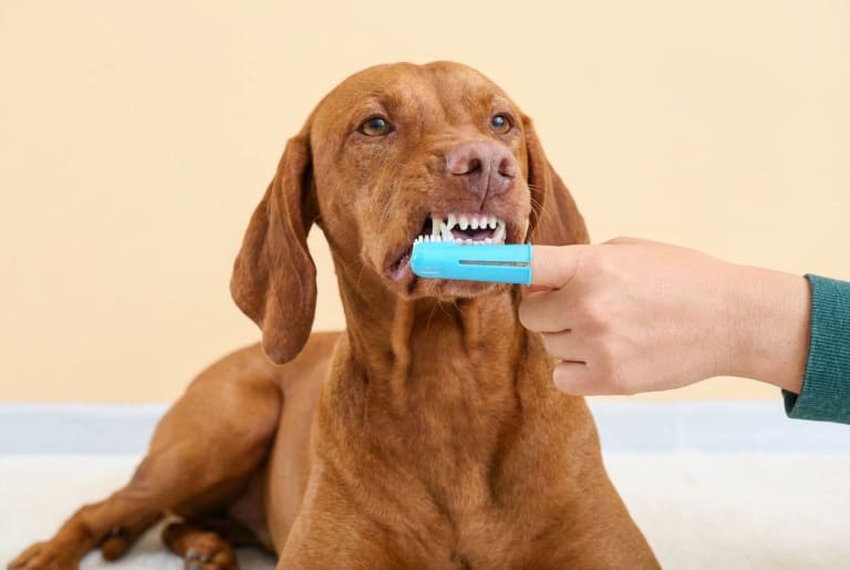 Kutyák otthoni fogkő megelőzése (5 TIPP)