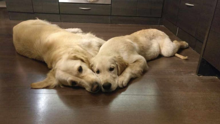 Retriever betegségek