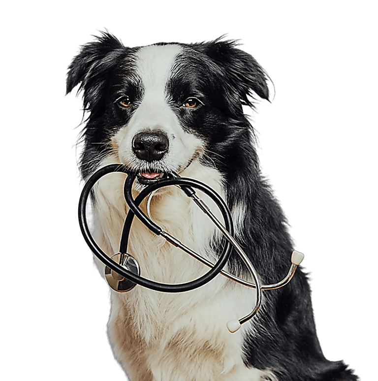 Endoszkópos szakrendelés