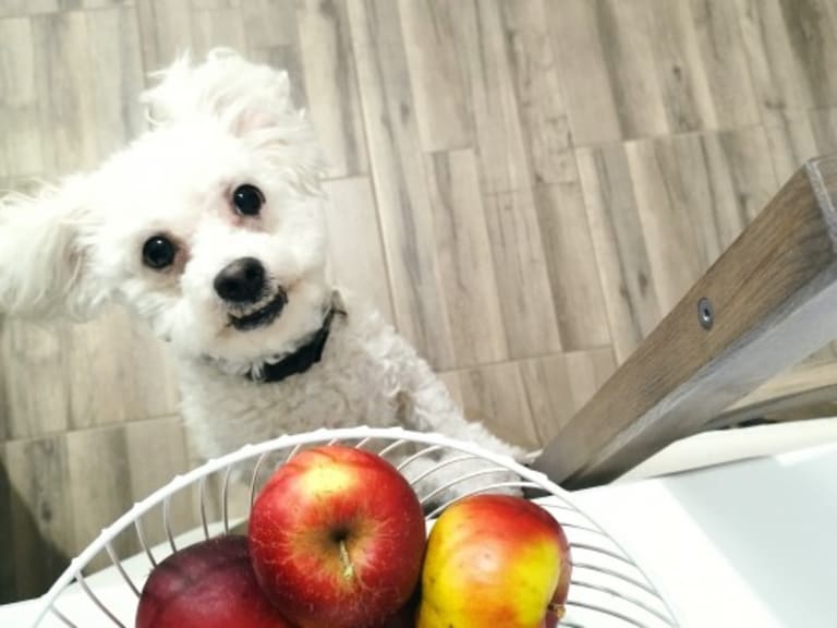 Mit nem ehet a kutya?