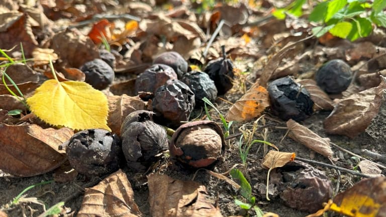 A dió mérgező a kutyáknak?