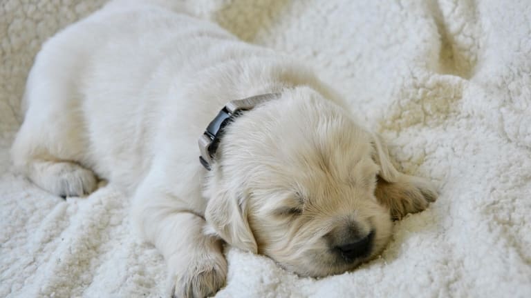 Új kutya a családban - mire kell figyelni a kölyökkutya érkezésekor?