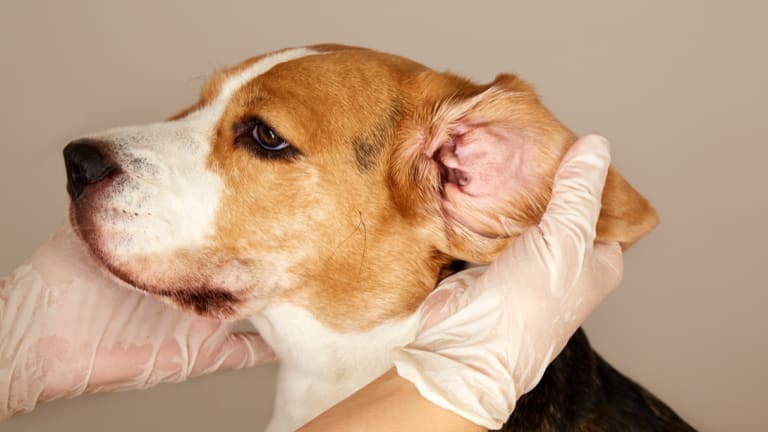 Fülatkásság kutyáknál és macskáknál: Ismerd fel a tüneteket és kezeld hatékonyan!