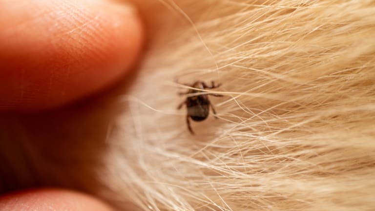 Külső paraziták kutyáknál és macskáknál