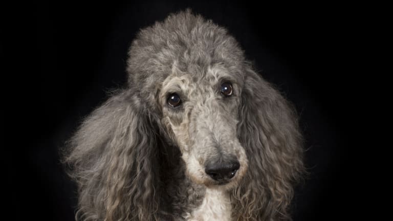 Hormonális bőrbetegségek - a Cushing-kórtól az Alopecia X-ig