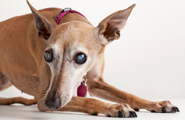 Szürkehályog a kutya és macska szemészetben