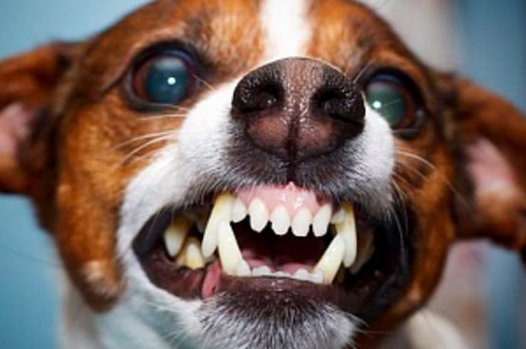 Kutyaharapás, macskaharapás, veszettség - mennyire kell félni tőle?