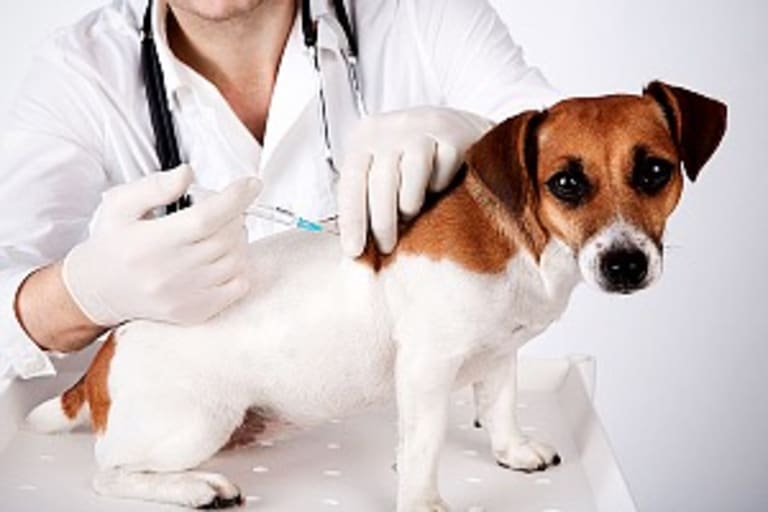 Az ismétlő oltások szerepe