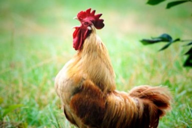 Tévhit, hogy csirke a leggyakoribb táplálék eredetű allergén