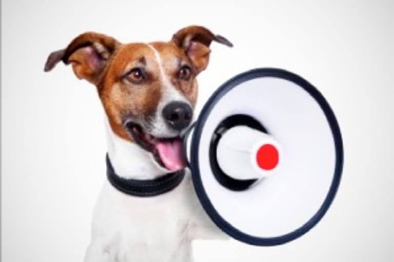 Időpont egyeztetéses ellátás szeptember közepe után!