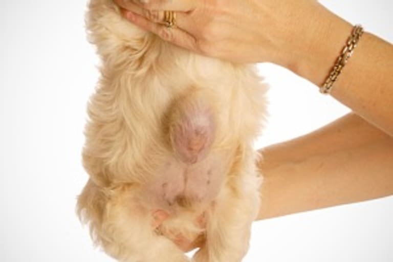 Kutyák és macskák köldöksérve