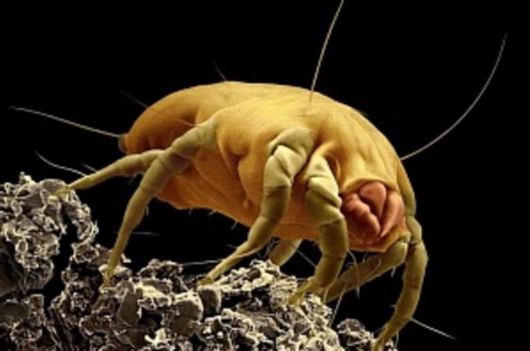 Környezeti allergének