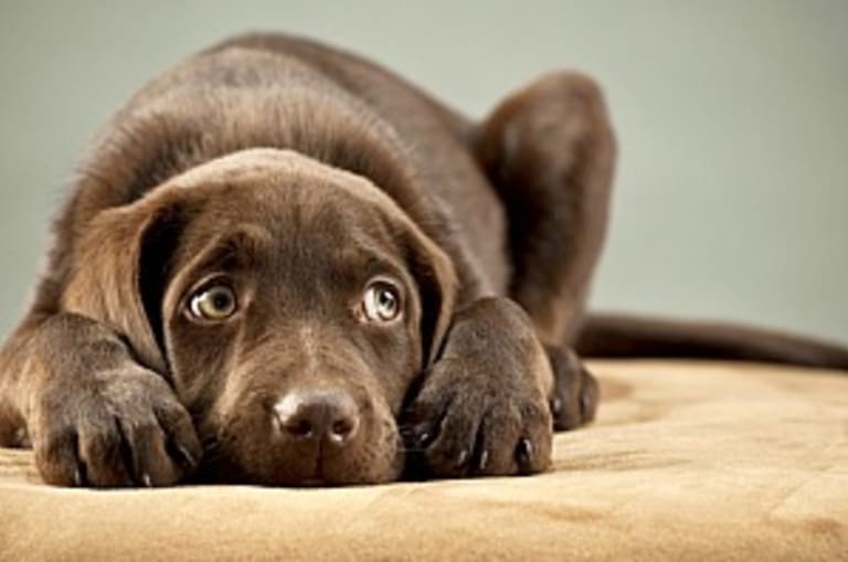 Mije fáj a betegnek?