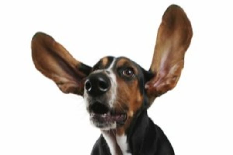 Macskák és kutyák fültisztítása