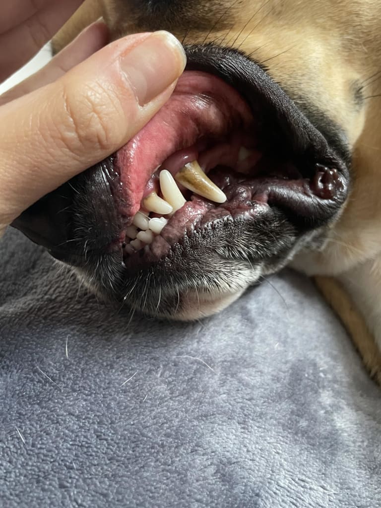 Kutya és macska fogkő (az alapok)