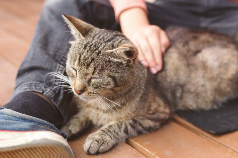 Idős cicák TOP 9 betegsége