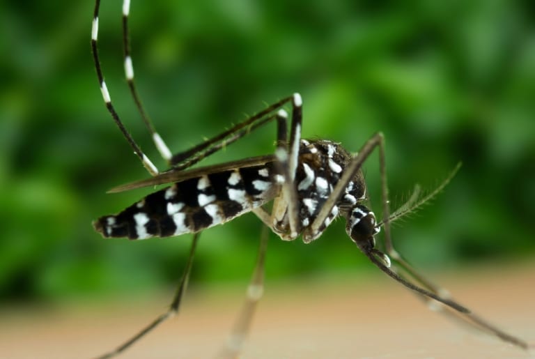 Szívférgesség kutyáknál