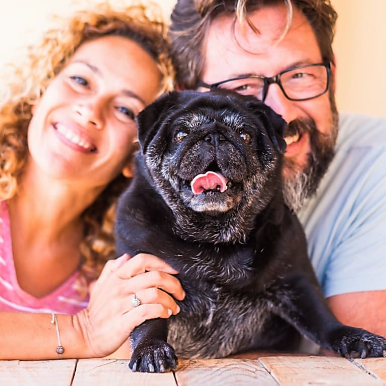 Bemutatkozik a Mopsz Kalauz