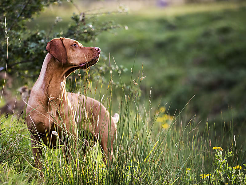 Vizsla tájékoztató