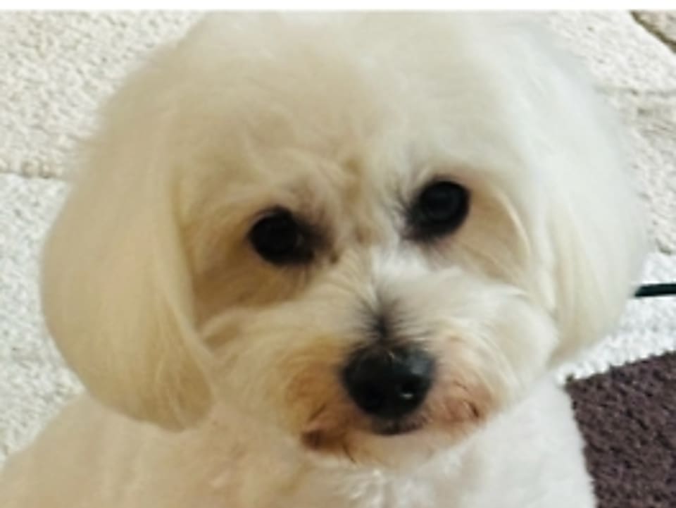 Tina, az eleségallergiás vattapamacs