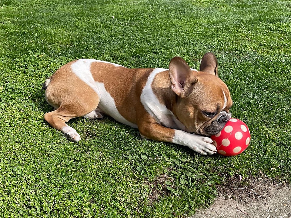 Archie és a krónikus hasmenés