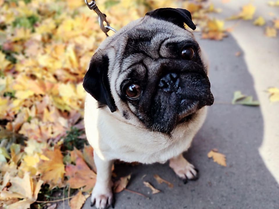 Boby és a szezonális allergiája