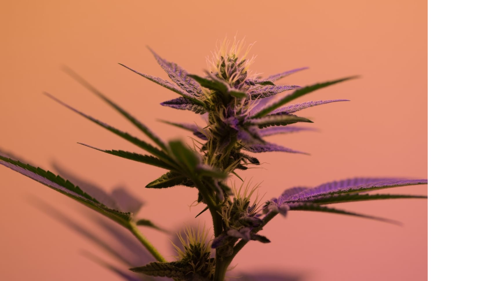 How to Open a Cannabis Dispensary in Florida Kisi